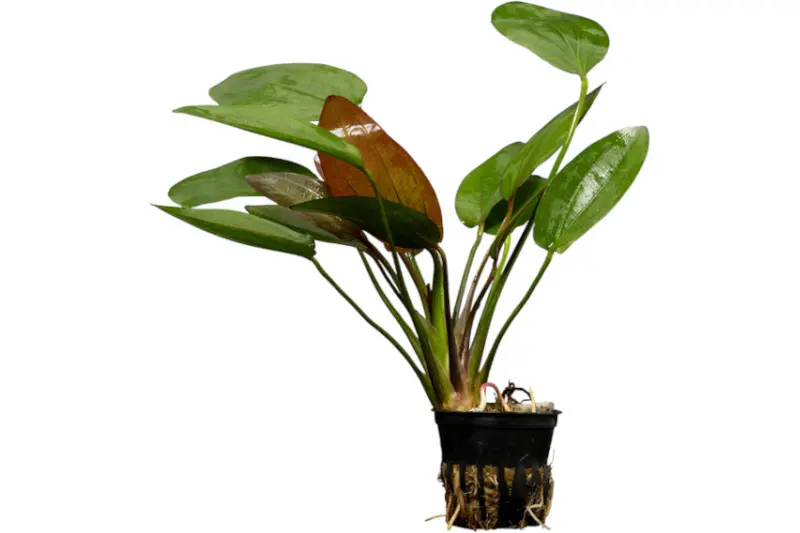 Echinodorus "Osiris Doppelrot", Echinodorus x barthii, XL Topf