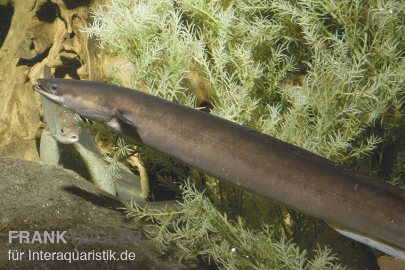 Flussaal, Anguilla anguilla, 30-40 cm (Kaltwasser)
