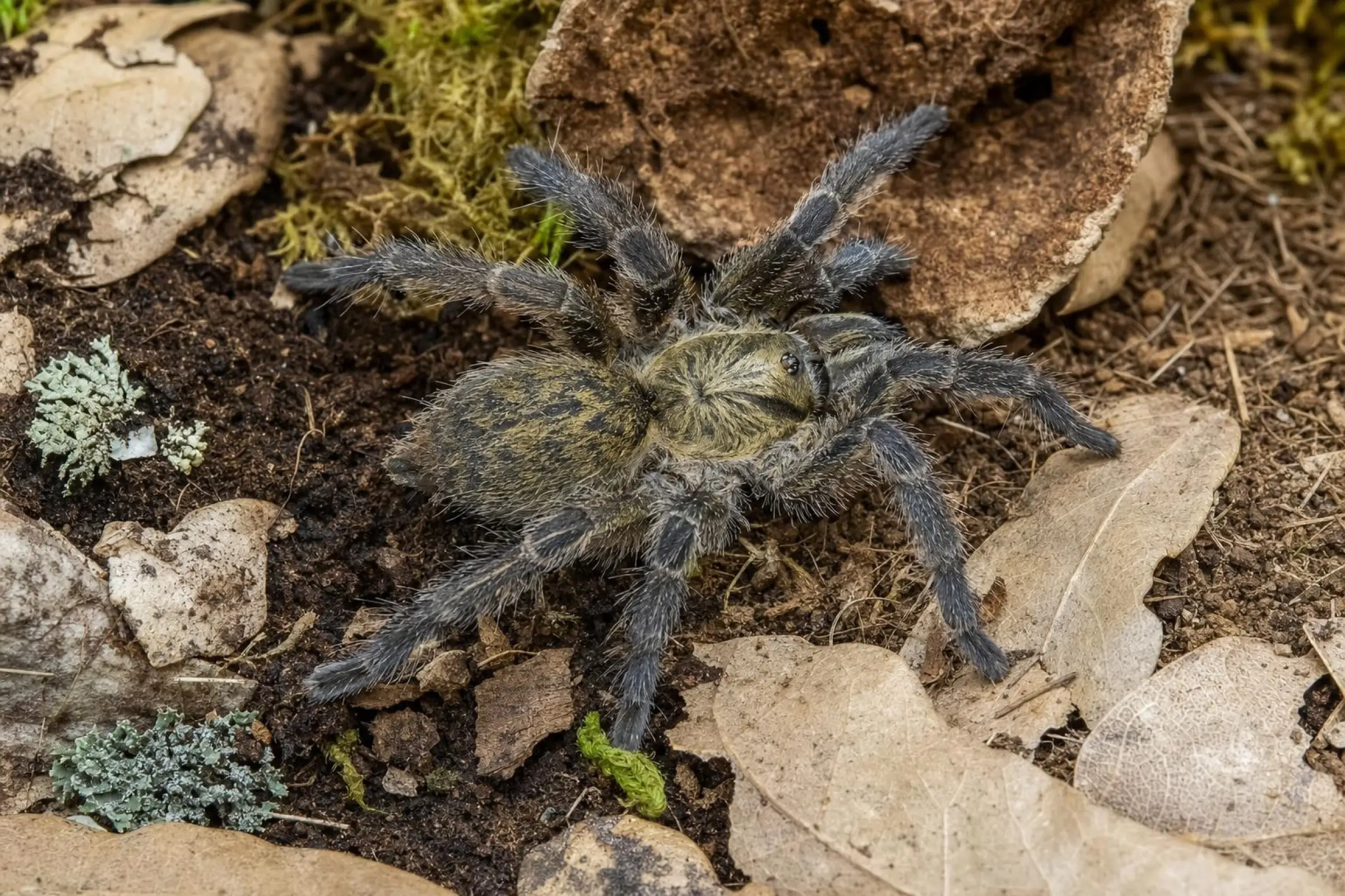 Namaqua-Vogelspinne – Nachzucht-Spiderling, Harpactira namaquensis