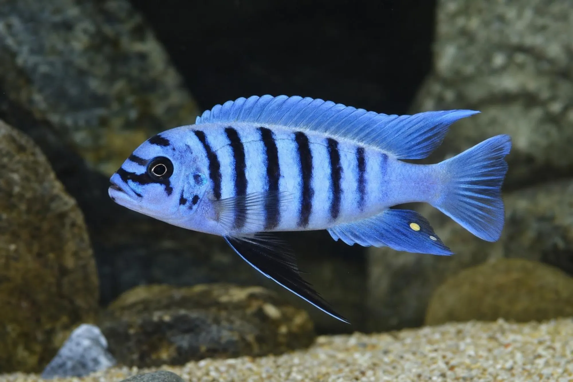 Zebrabuntbarsch „Chilumba Maison Reef“, Maylandia zebra, ca. 3,0-4,0 cm