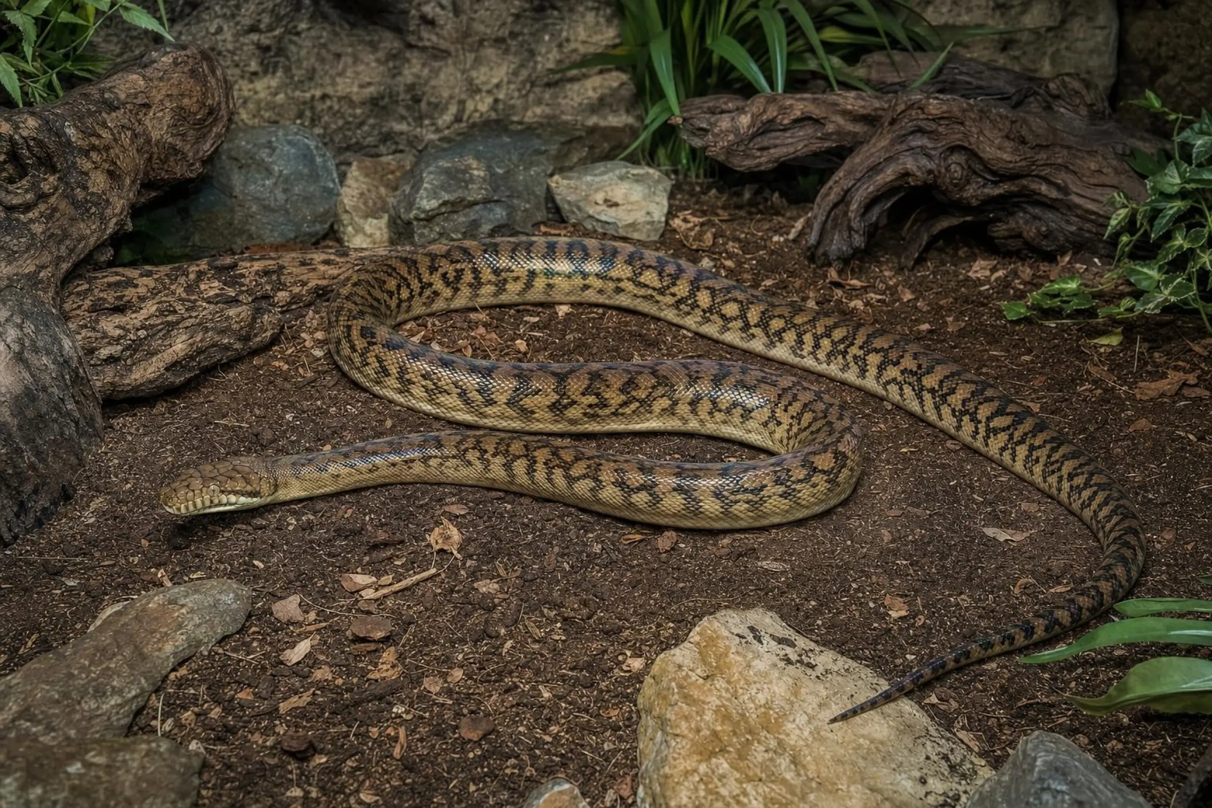 Neuguinea-Amethystpython, Morelia amethistina
