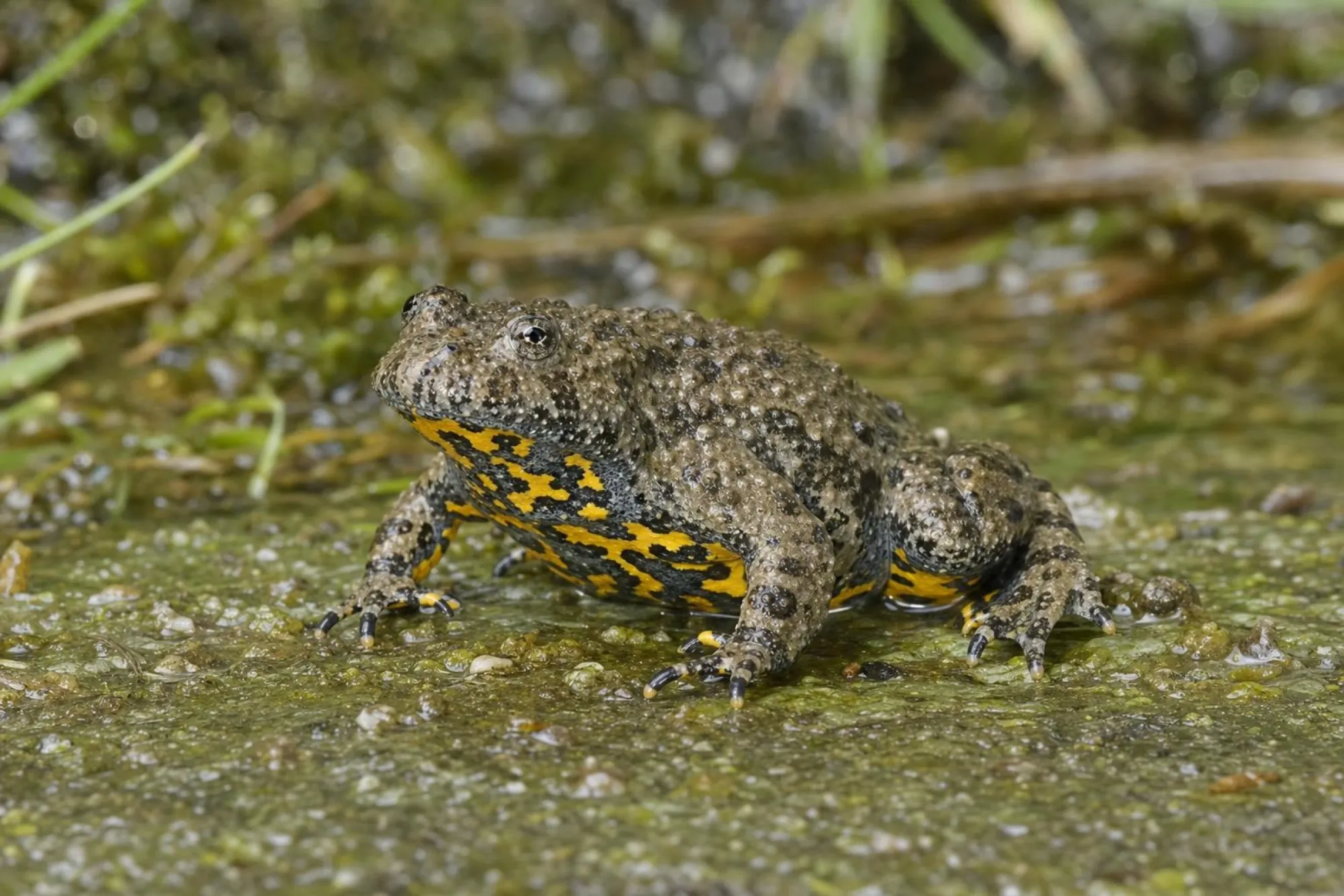 Griechische Gelbbauchunke, Bombina variegata scabra