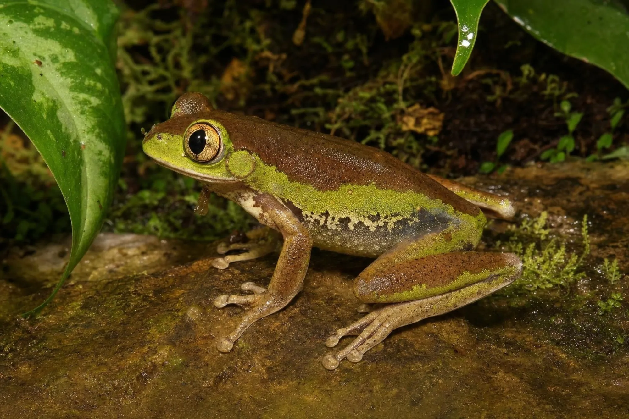 Waldsteigerfrosch aus Togo, Leptopelis sp.