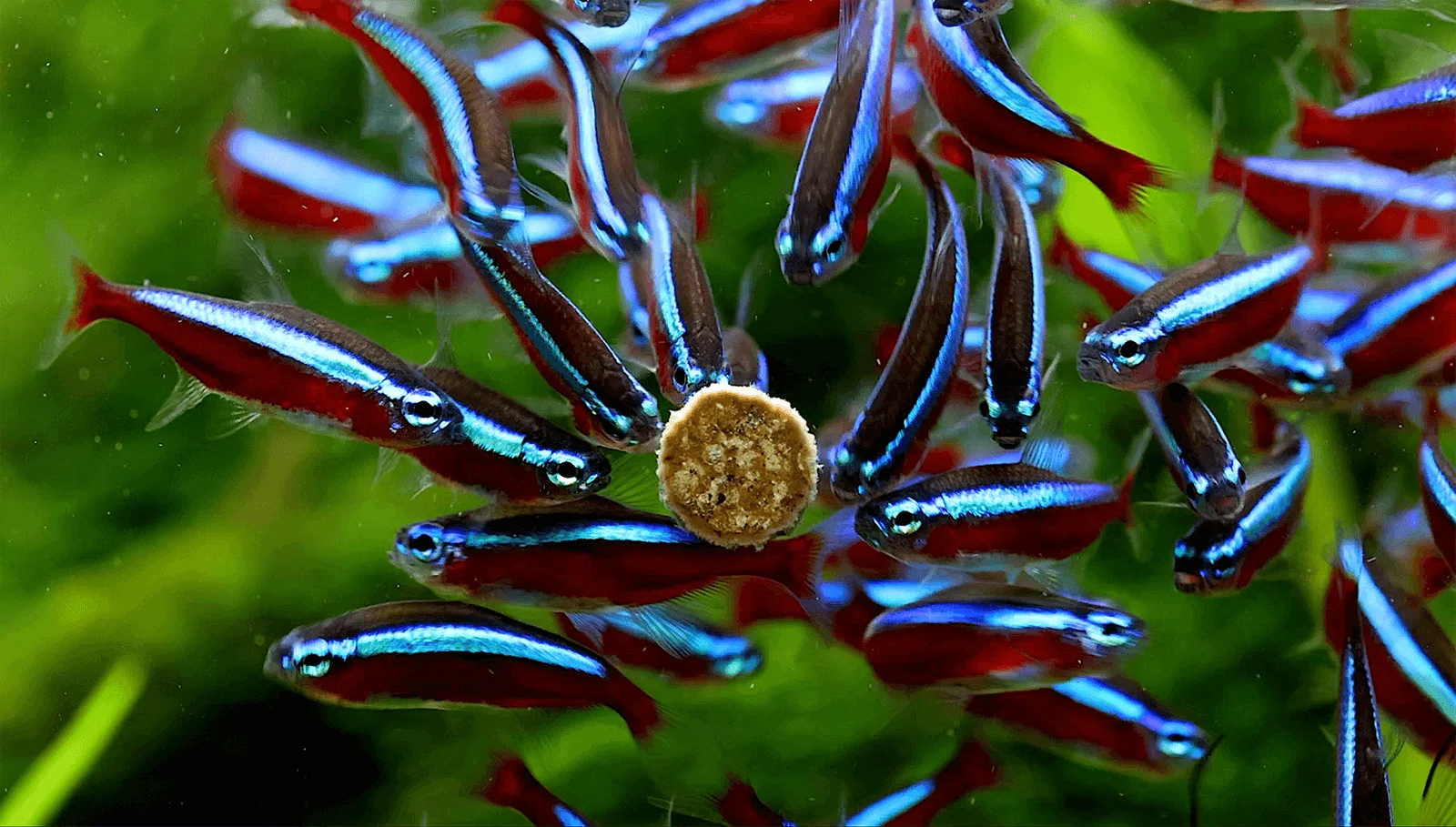 Neonfische fressen Futtertablette im Aquarium