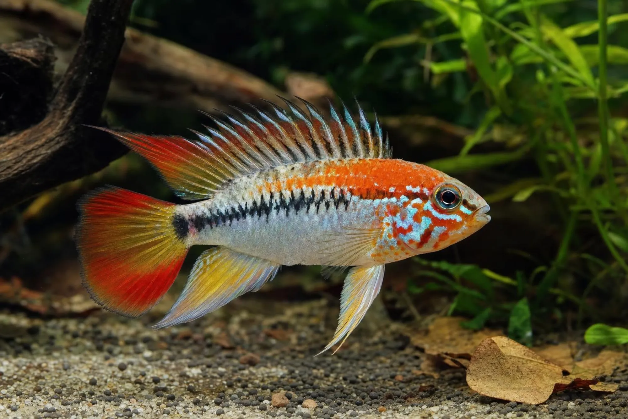 Schwarzkehl-Zwergbuntbarsch „Super Red“, Apistogramma viejita, ca. 3,0-4,0 cm