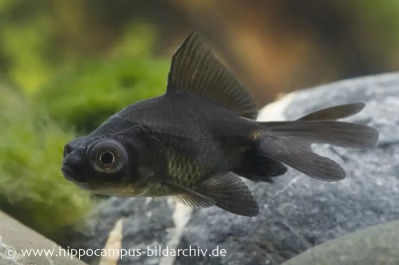 Goldfisch Black Moor, Carassius auratus (Kaltwasser), verschiedene Größen