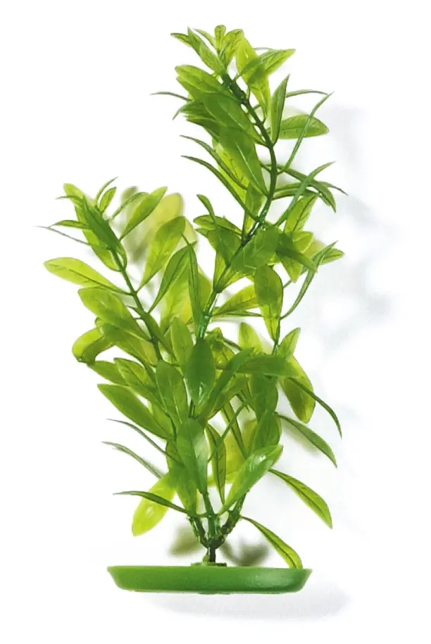 Marina Aquascaper Hygrophila 20 cm