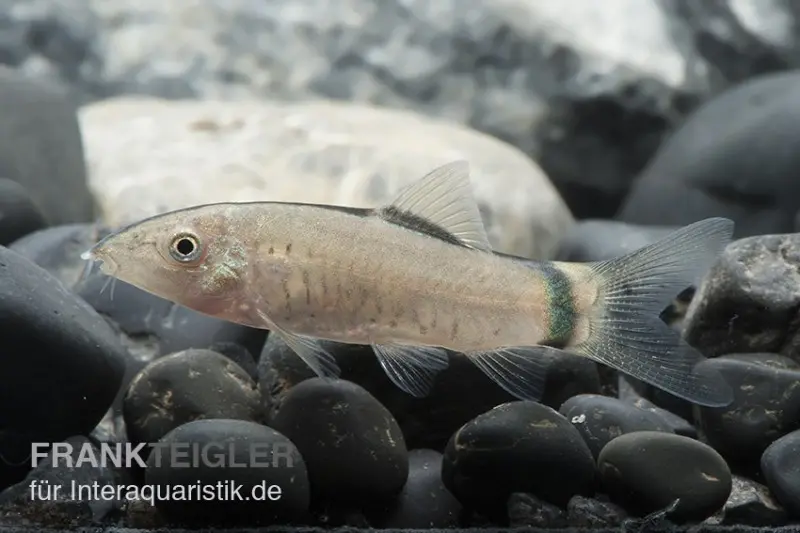 Horas Schmerle, Botia morleti, 3-4 cm