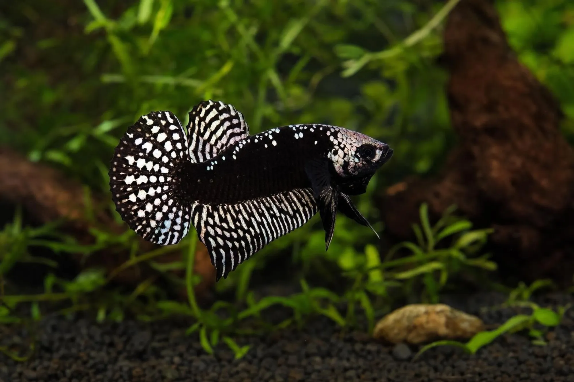 Alien-Kampffisch Samurai, Männchen, Betta sp.
