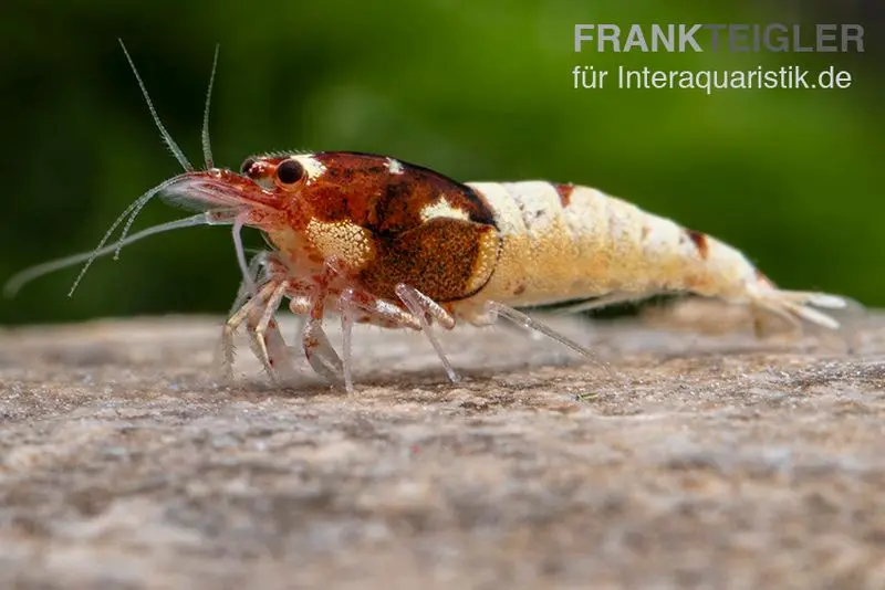 Red Pinto Garnele Mix, Caridina spec. Red Pinto Taiwan Bee