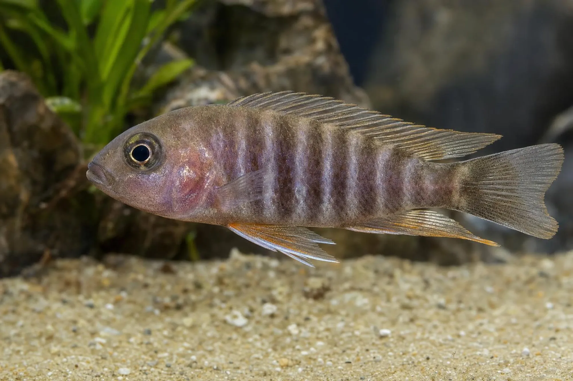 Feenbuntbarsch, Weibchen, Aulonocara jacobfreibergi