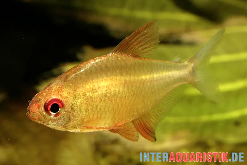 Orangensalmler, Hyphessobrycon cf. pulchripinnis BOLIVIA ORANGE