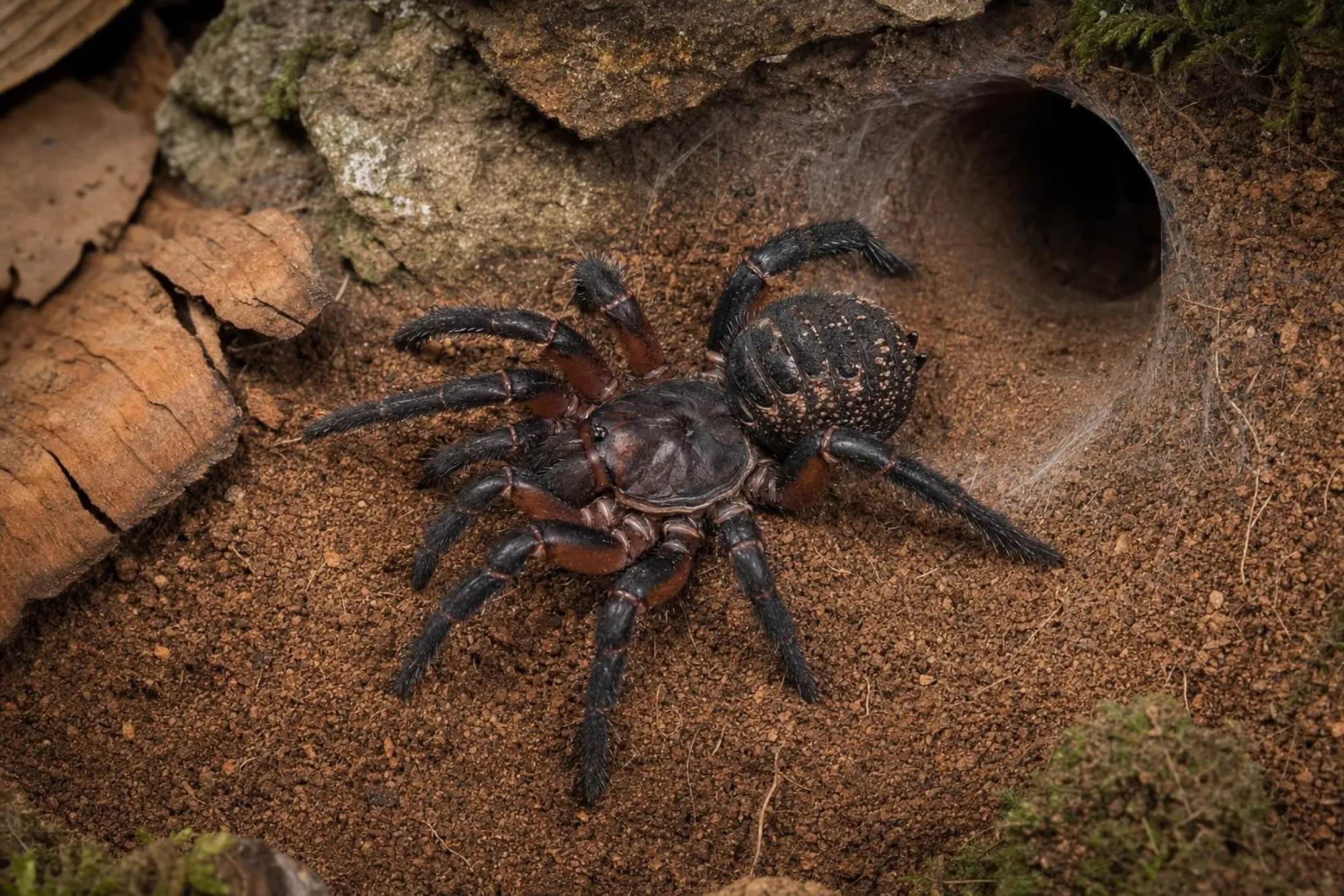 Verzierte Gliederspinne, Liphistius ornatus