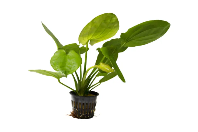 Herzblättrige Schwertpflanze, Echinodorus cordifolius (fluitans), XL-Topf 