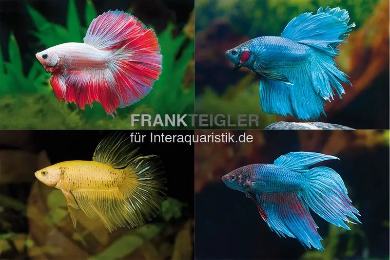 Kampffisch Männchen, Fancy Mix, diverse Formen, Betta splendens