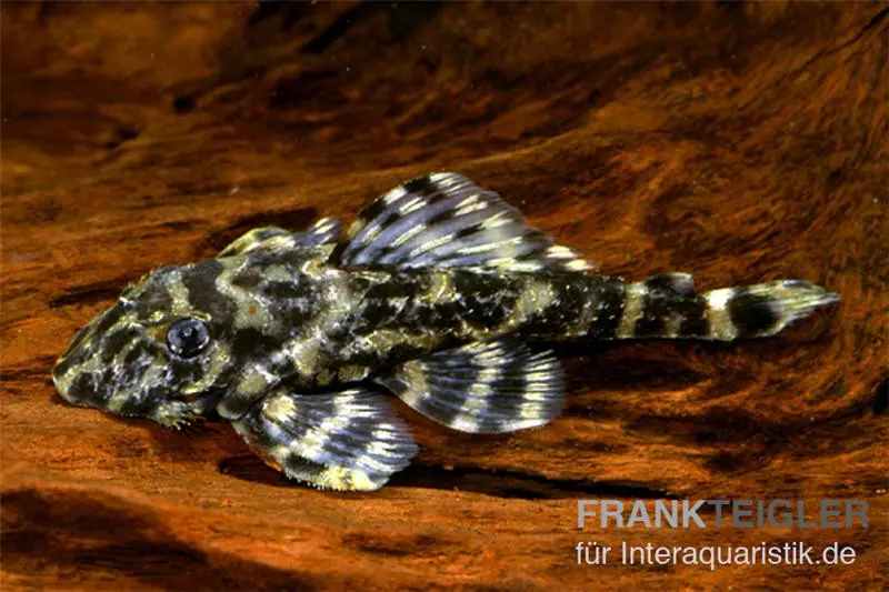 Atabapo-Schmetterlingsharnischwels L 52, Zonancistrus sp., ca. 4,0-7,0 cm