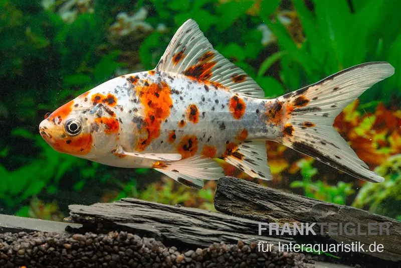 Shubunkin blue, Carassius auratus (Kaltwasser), verschiedene Größen