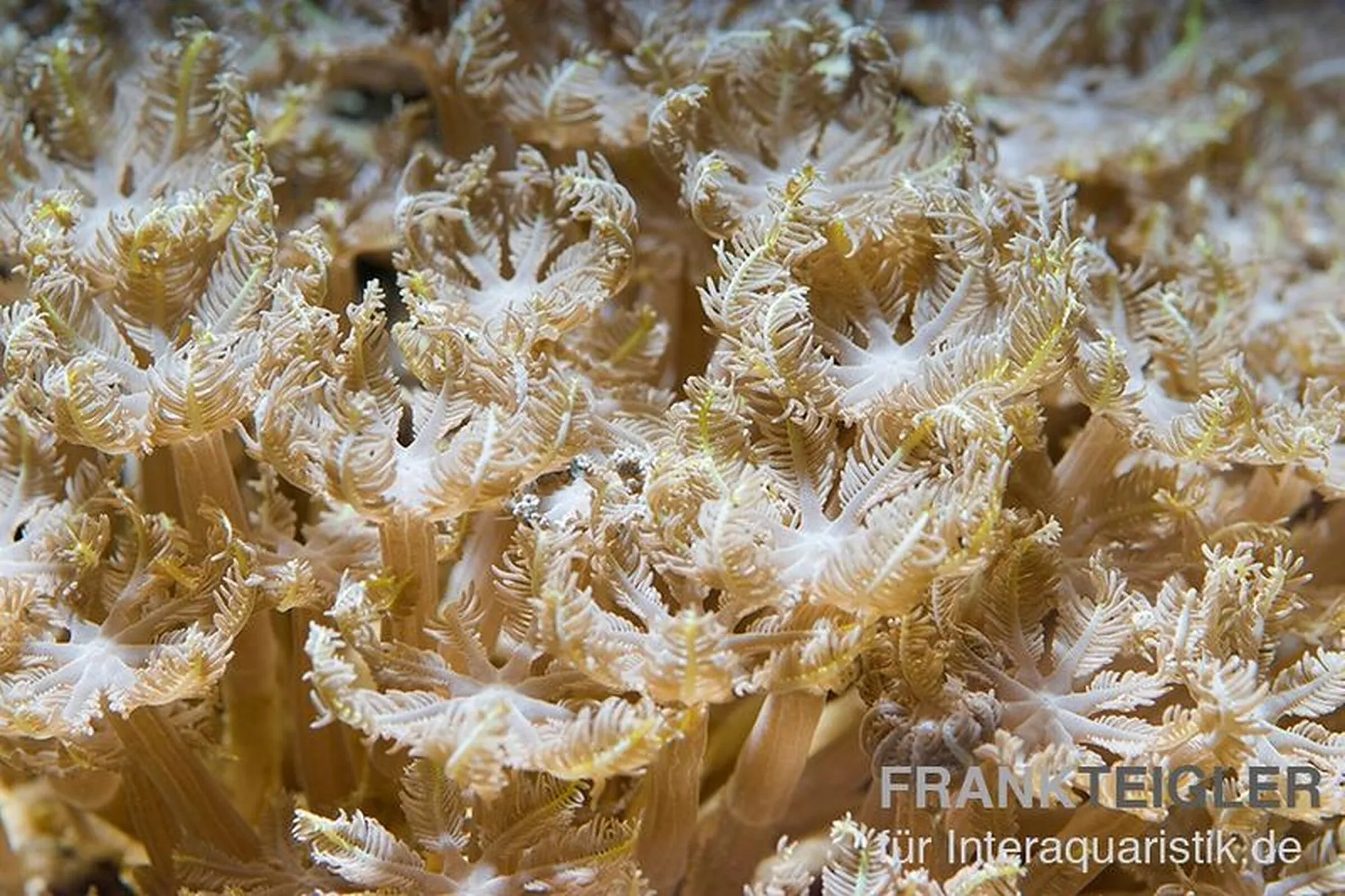 Anthelia aus Nachzucht, Anthelia spec., Größe M–L