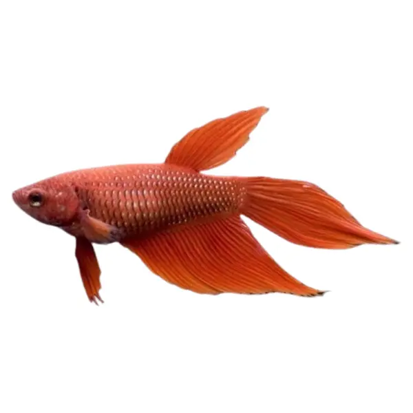 Kampffische (Betta)