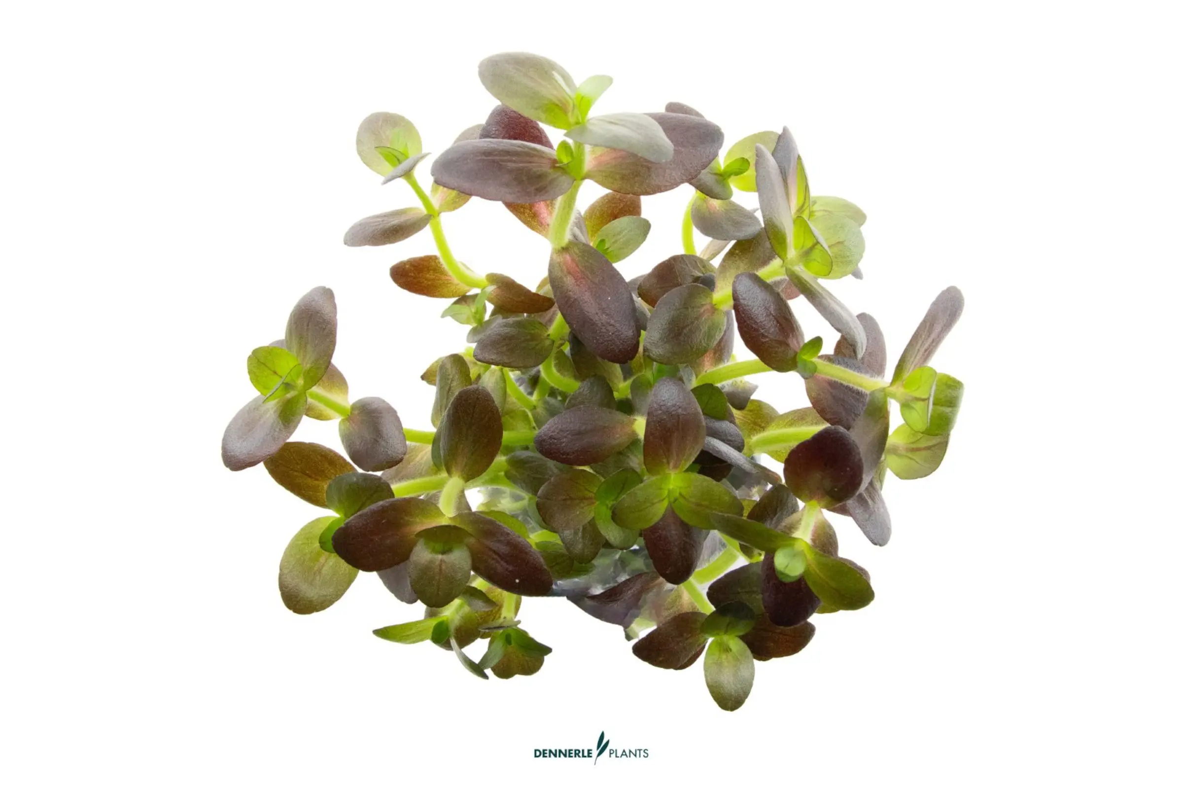 Lila Falsches Fettblatt, Bacopa salzmannii 'Purple',  im Topf