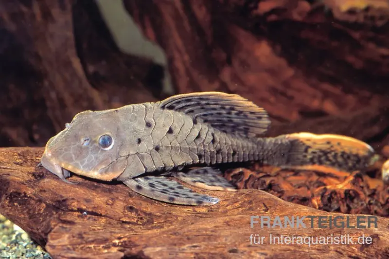 L95-Tannenzapfenwels, Pseudorinelepsis pellegrini, ca. 20,0-25,0 cm