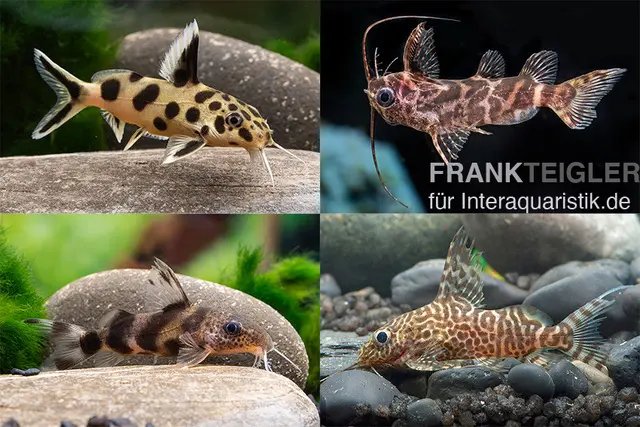 Fiederbartwels Mix, Synodontis sp., 4-6 cm