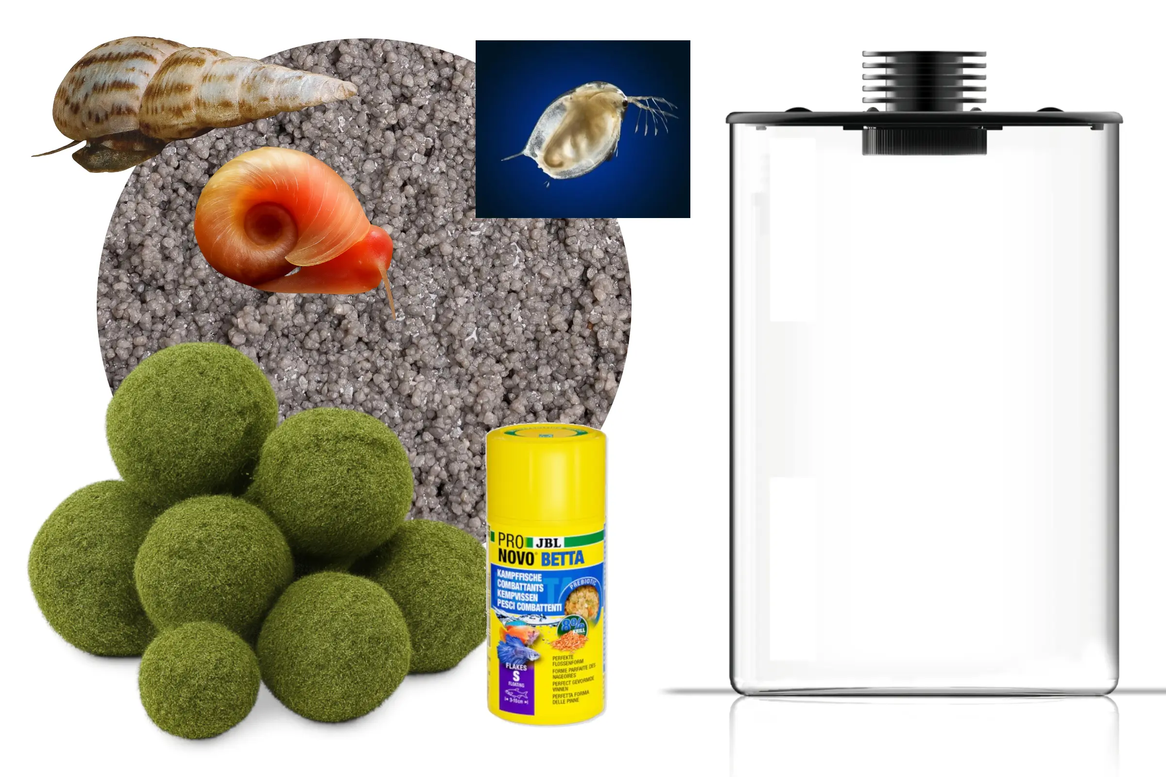 Wasserfloh-Biotop, komplettes Mini-Ökosystem (Biosphäre)