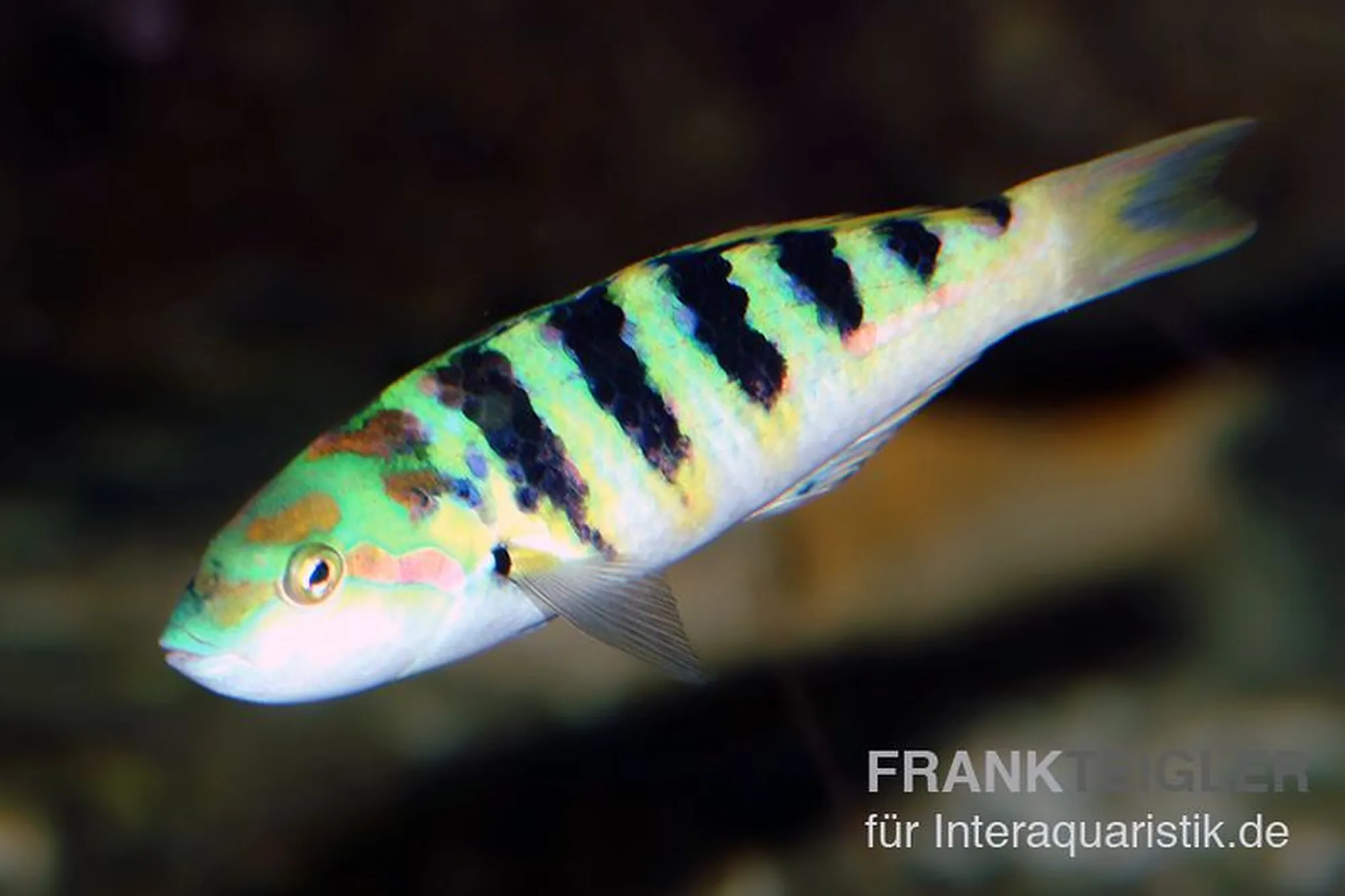 Hardwicks Lippfisch, Thalassoma hardwicke