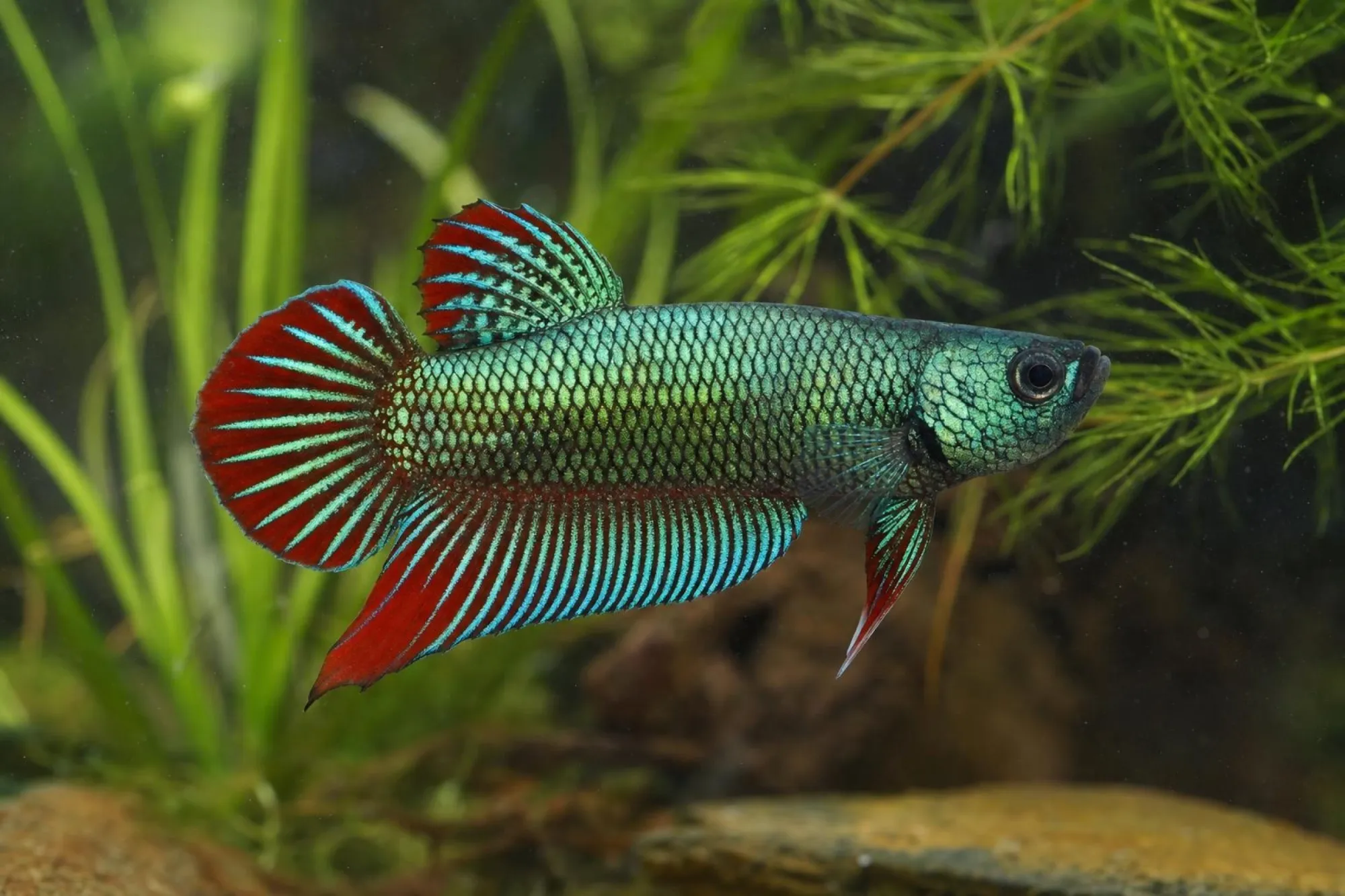 Alien-Kampffisch Grün mit rotem Saum, Männchen, Betta sp.