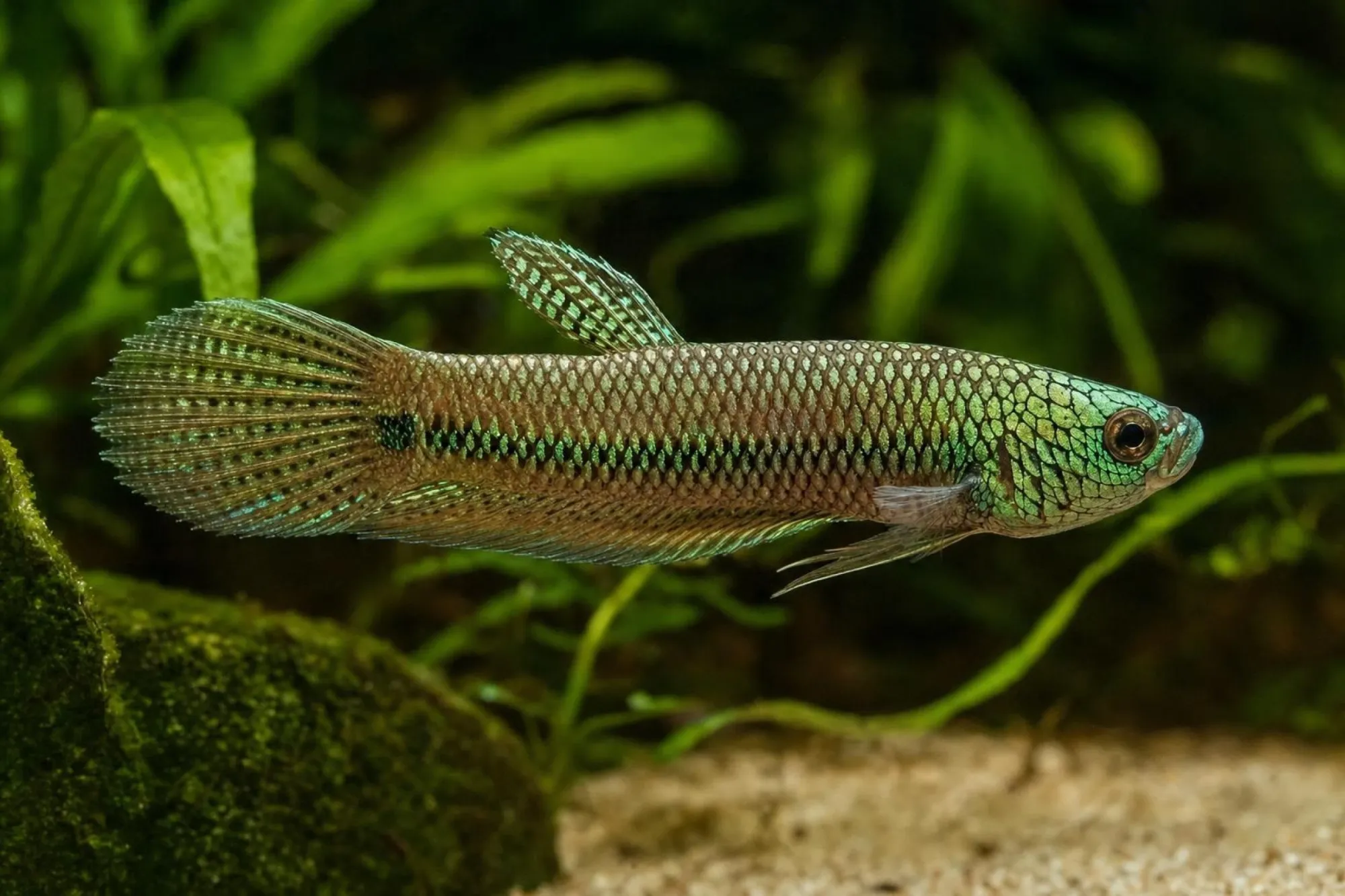 Alien-Kampffisch Grün, Männchen, Betta sp.