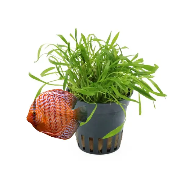 Aquarienpflanzen für Diskus