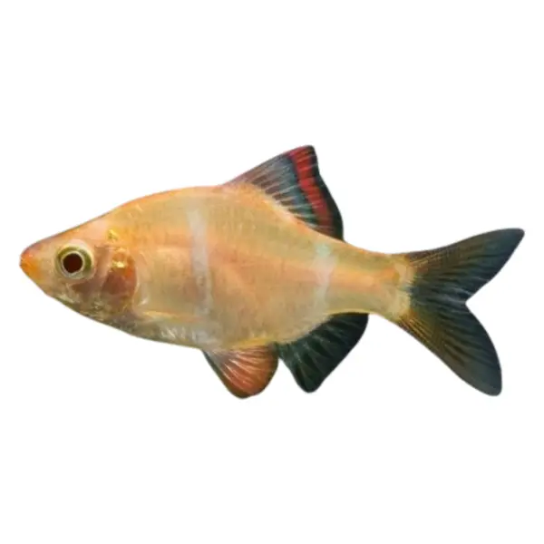 Barben