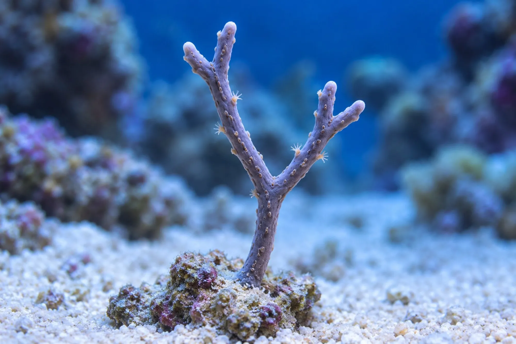 Doppelverzweigte Hornkoralle (Nachzucht), Plexaurella dichotoma, Größe S–M