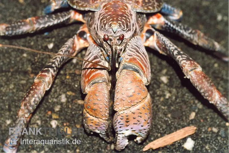 Palmendieb, Birgus latro,Größe S
