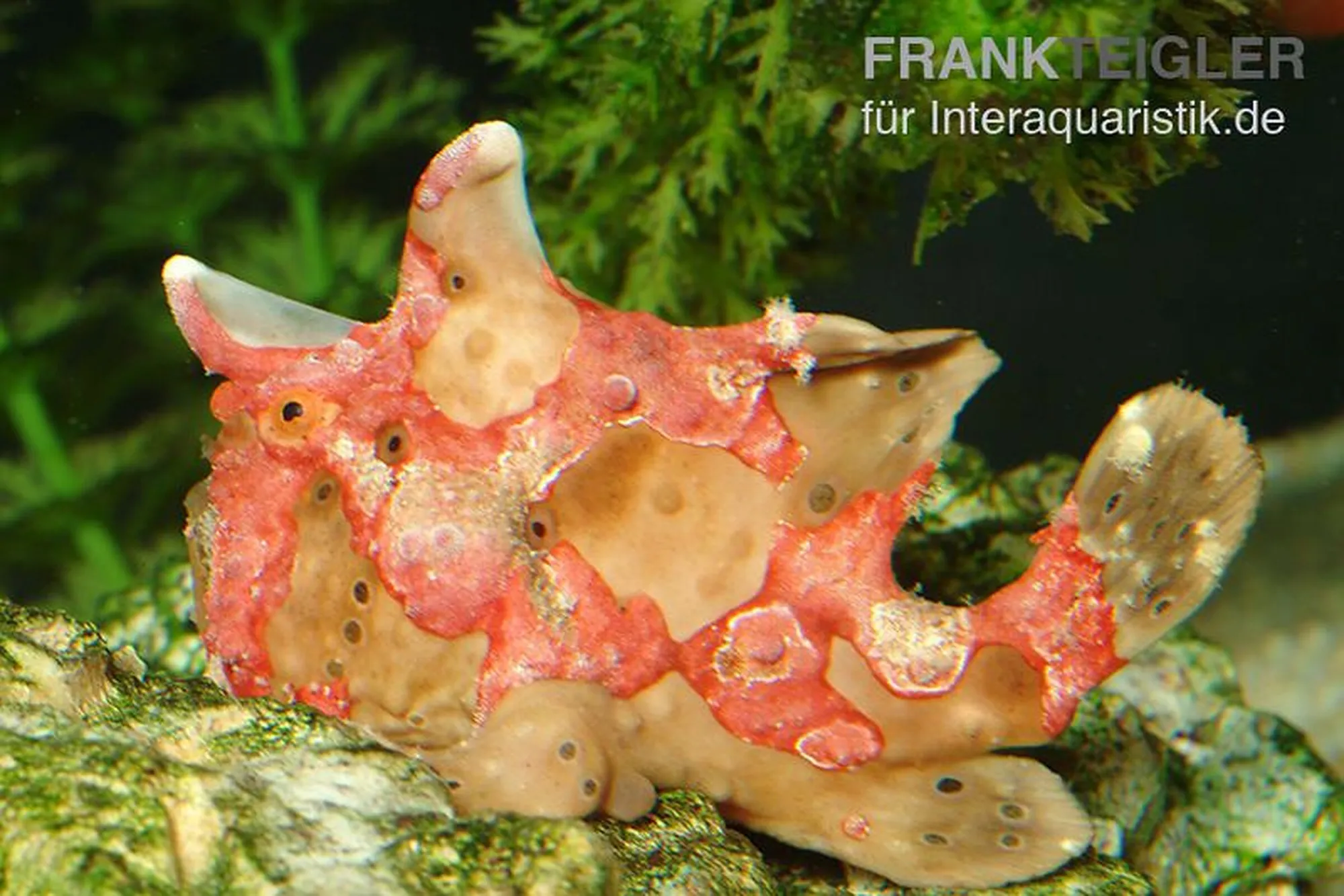 Warzen-Anglerfisch, Antennarius maculatus
