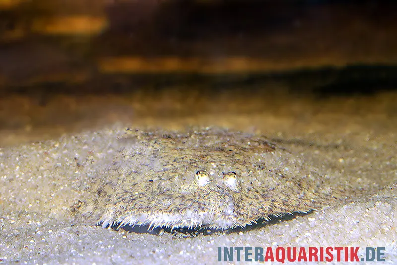 Peru-Süßwasserflunder, Hypoclinemus mentalis, 10-12 cm