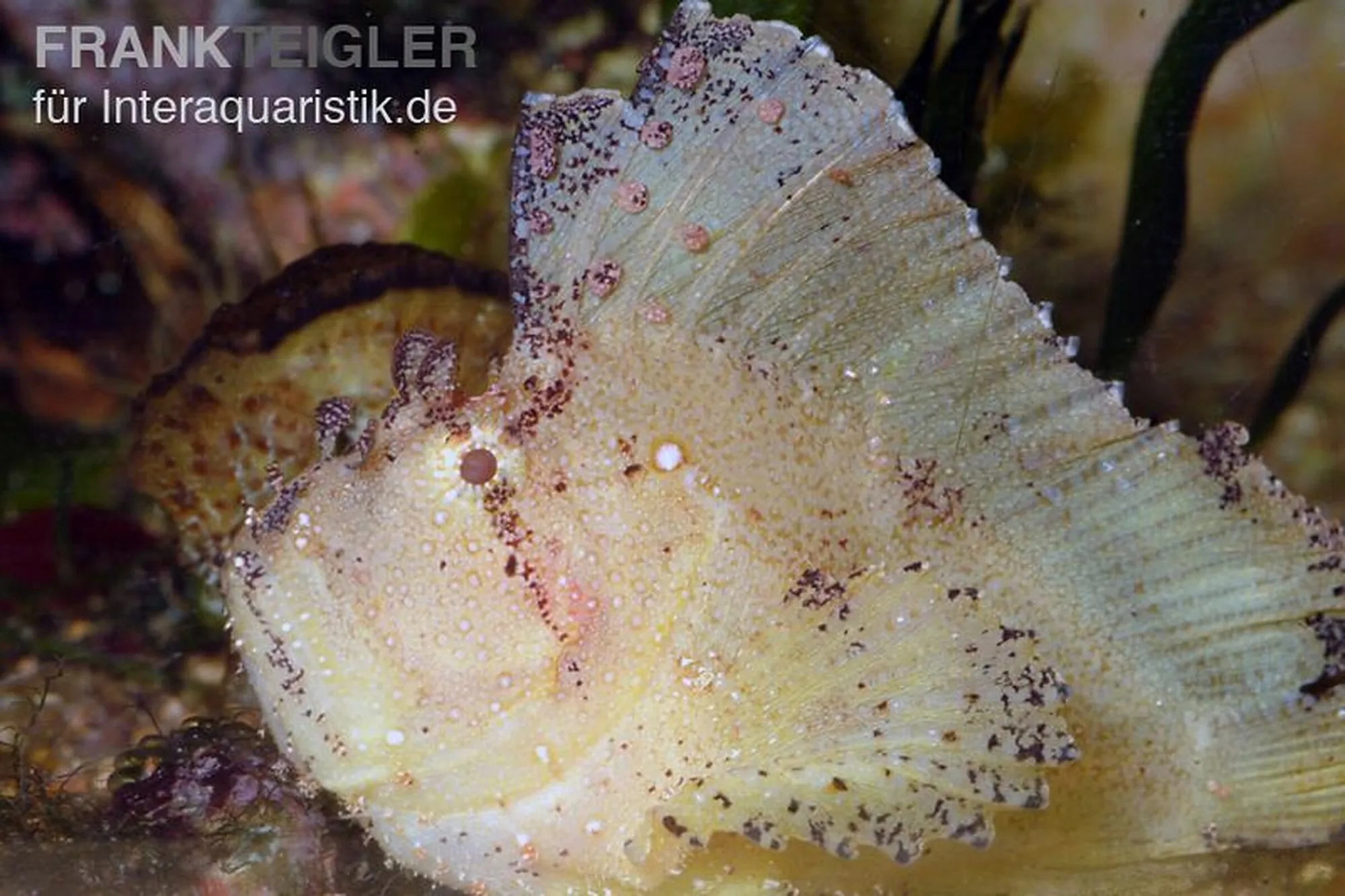 Roter Schaukelfisch, Taenianotus triacanthus