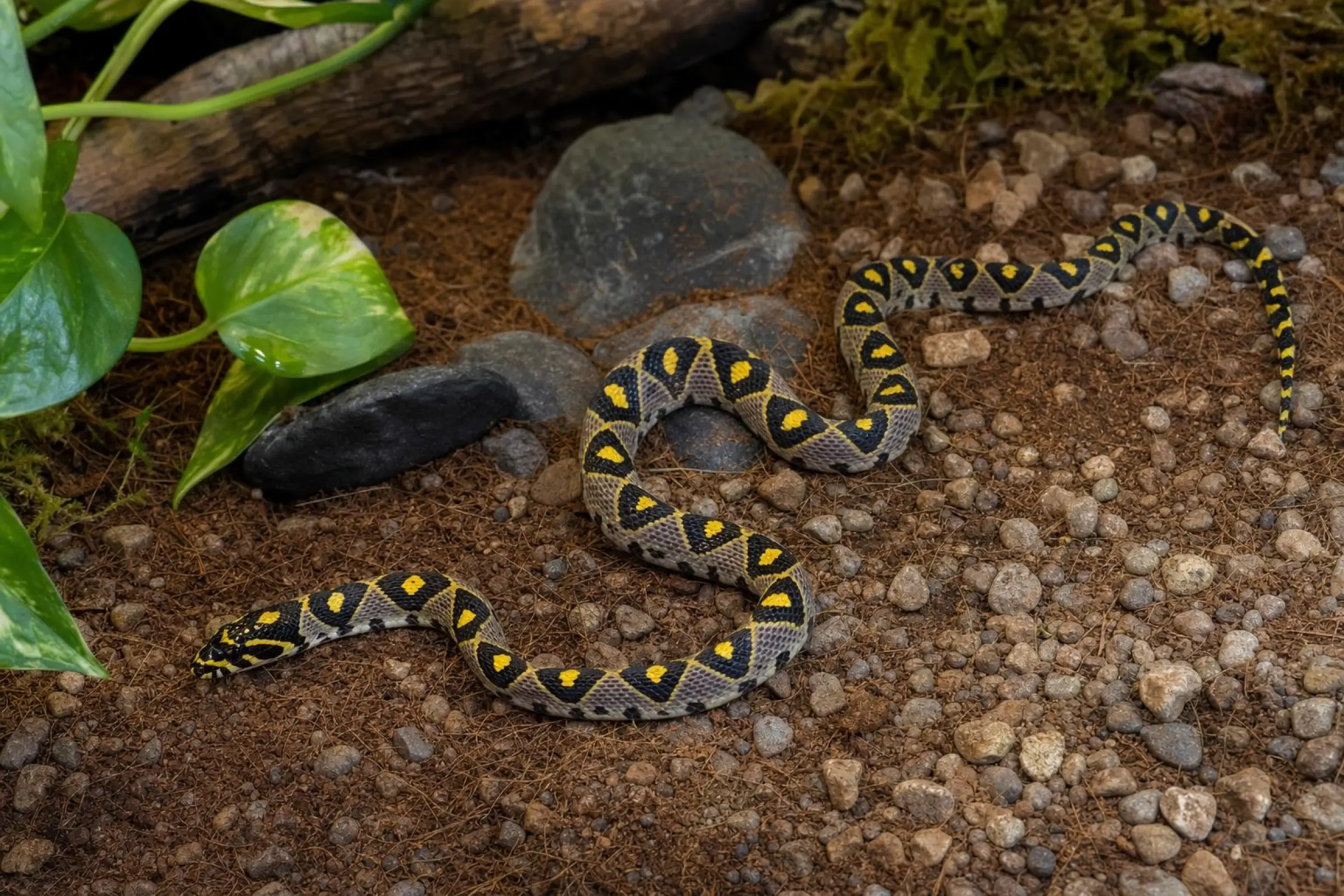 Mandarinnatter, Euprepiophis mandarinus