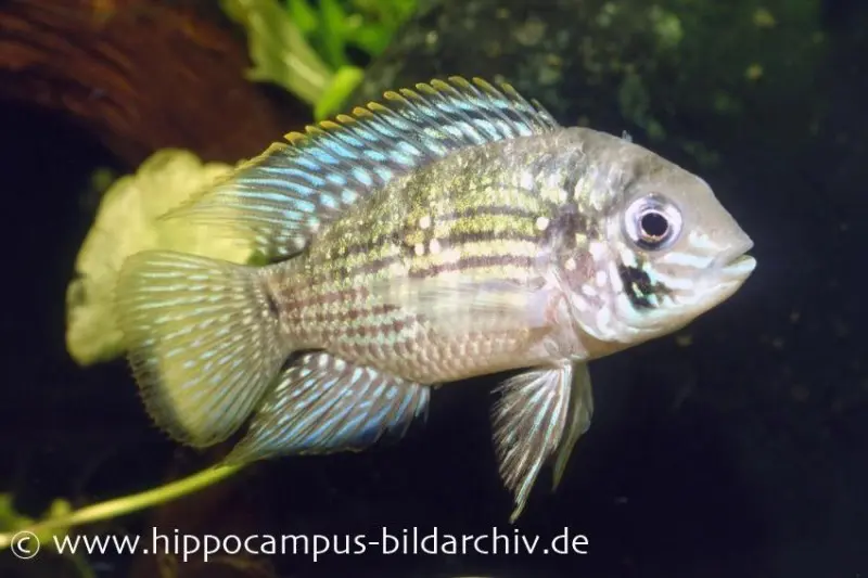 Blaupunktbuntbarsch, Aequidens pulcher, 4-6 cm