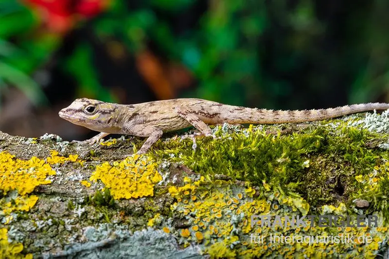 Zaunanolis, Anolis distichus, paarpreisx2