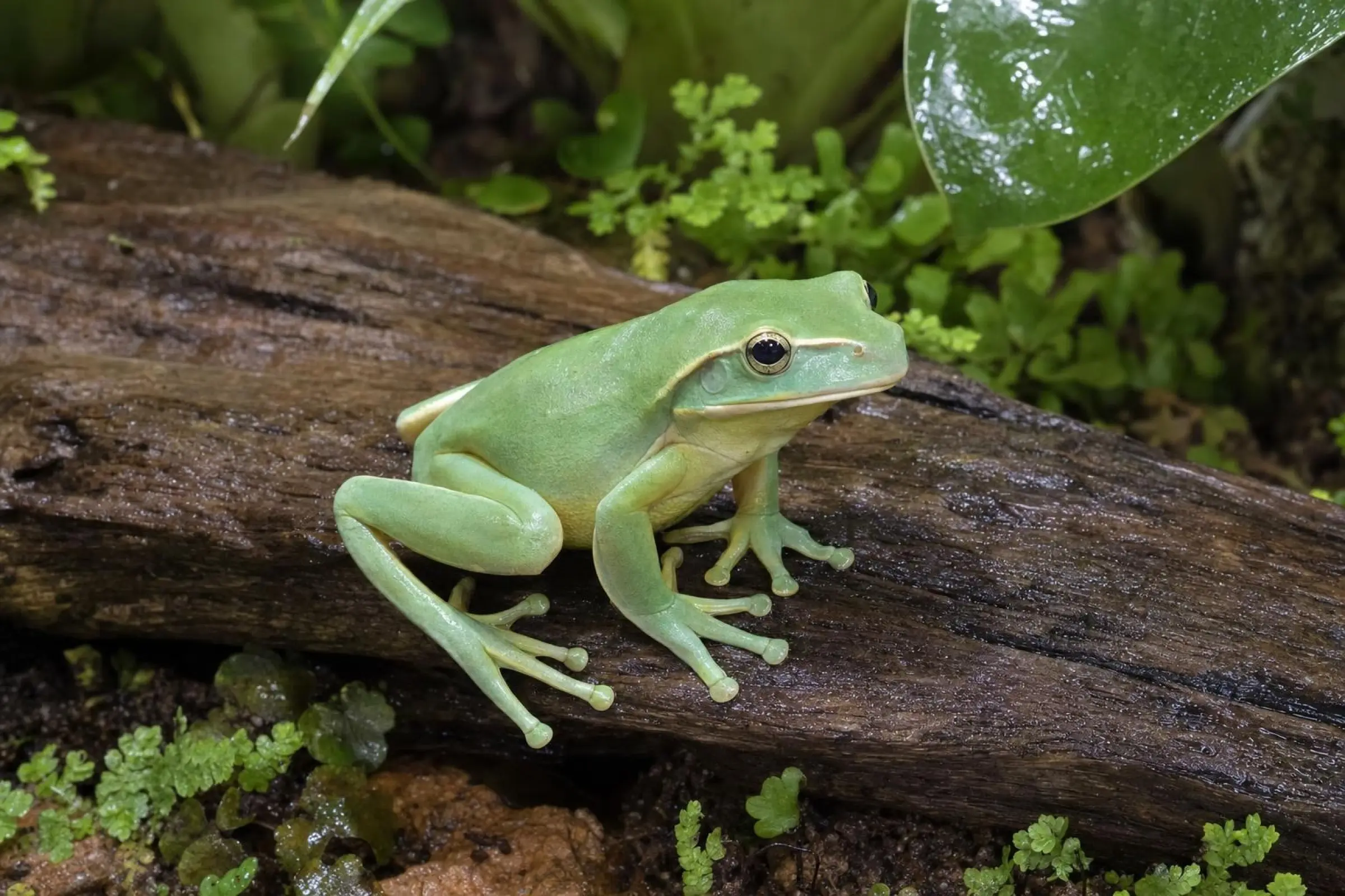 Feas Riesenruderfrosch, Rhacophorus feae