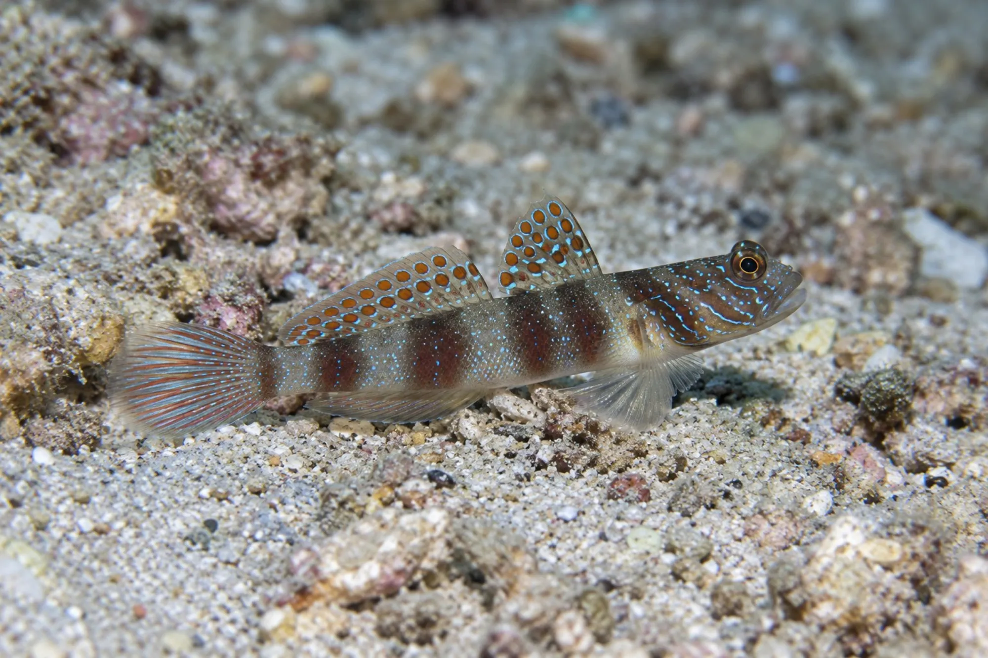 Hafengrundel, Amblyeleotris latifasciata