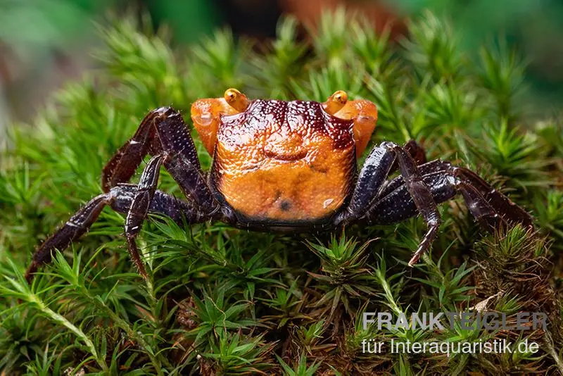 Rusty-Vampirkrabbe, Geosesarma sp. Iron Fist