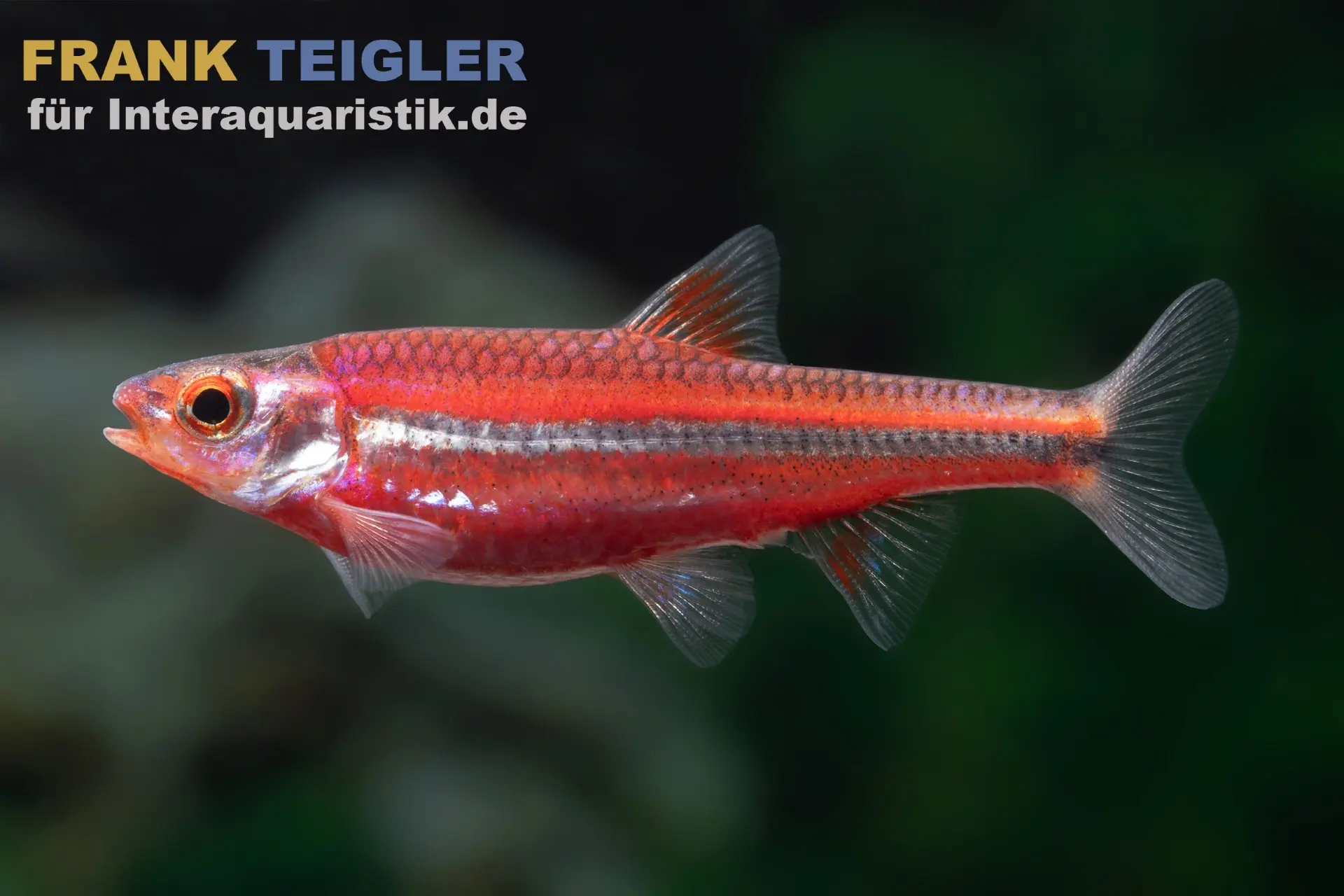 Regenbogenelritze, Notropis chrosomus (Kaltwasser & Warmwasser), DNZ