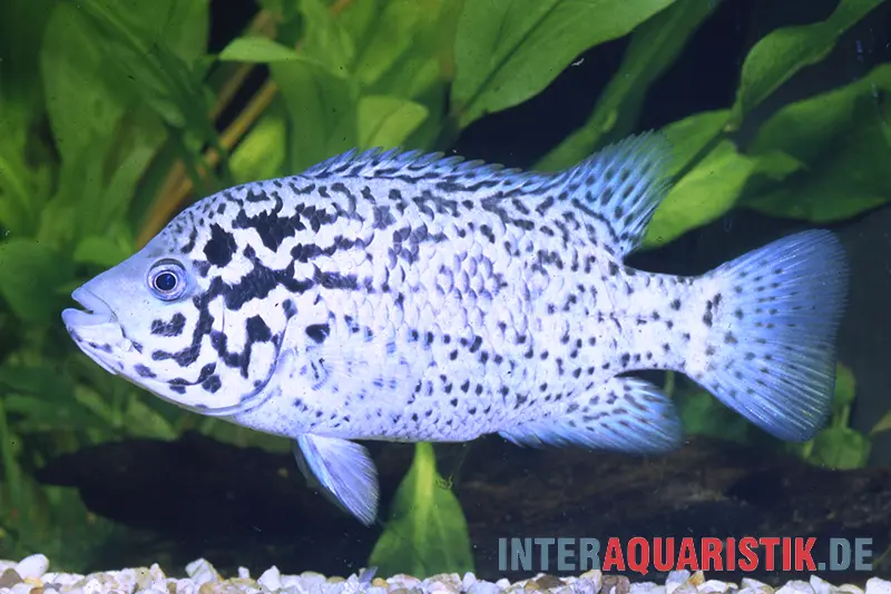 Karibikbuntbarsch, Nandopsis tetracanthus