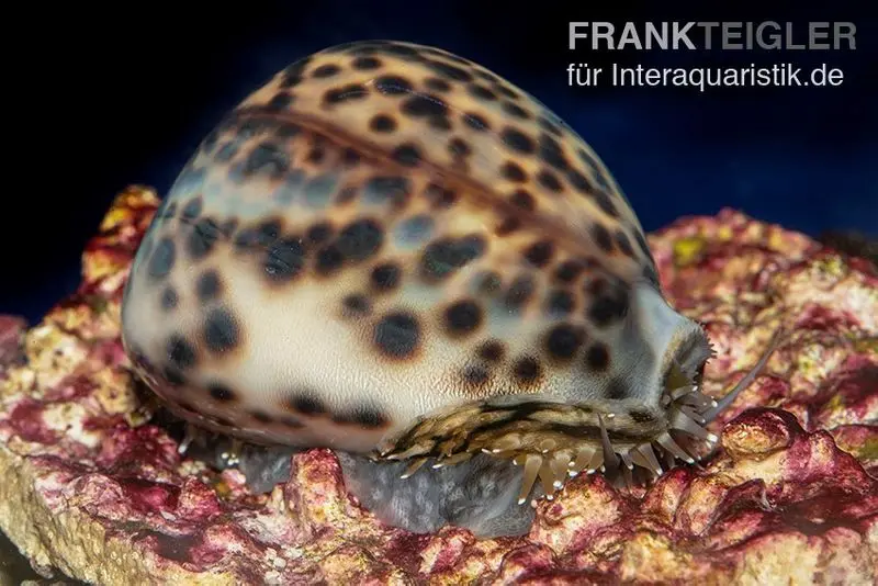 Tigerschnecke, Cypraea tigris