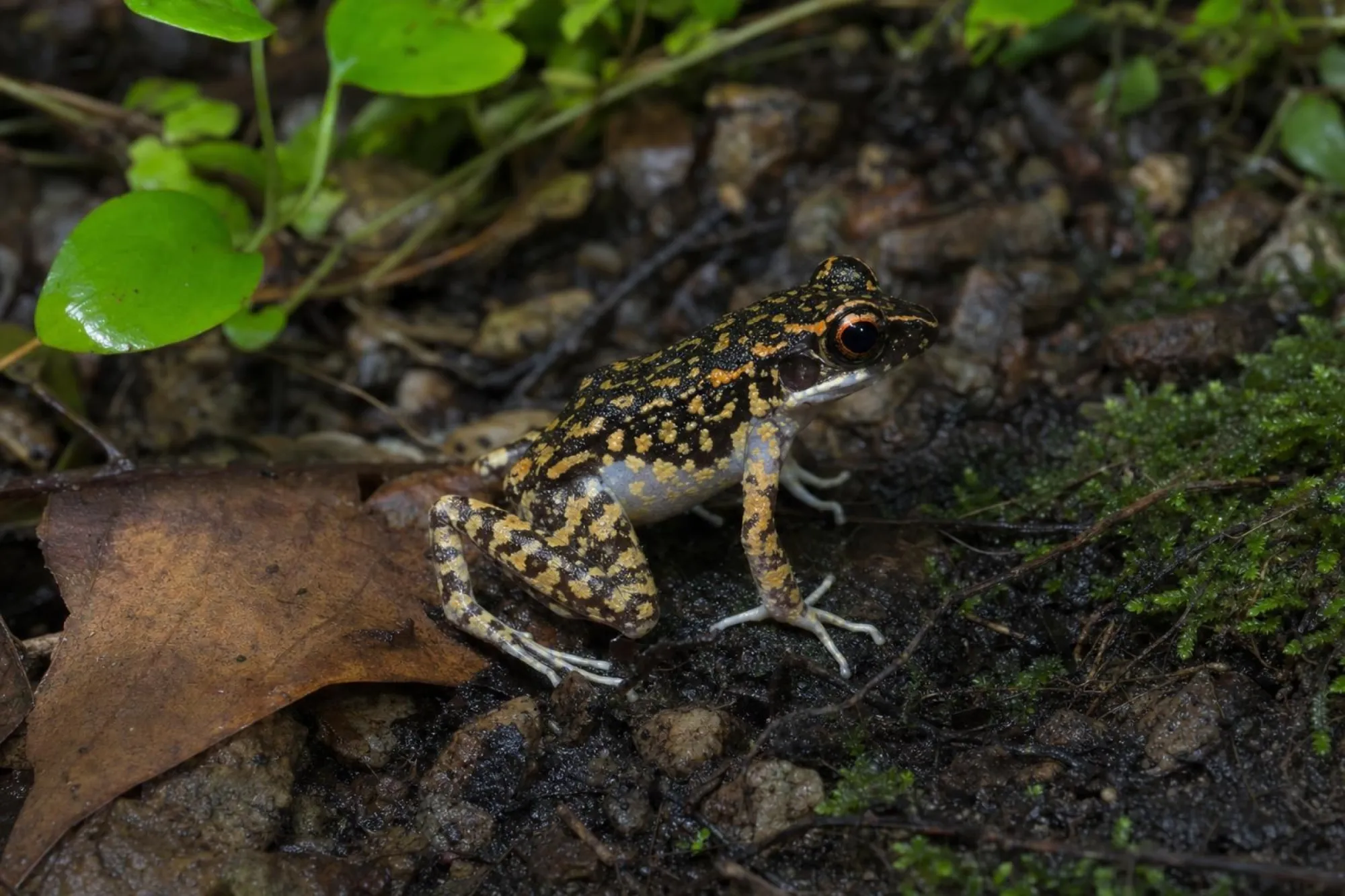 Gefleckter Bachfrosch, Hylarana picturata