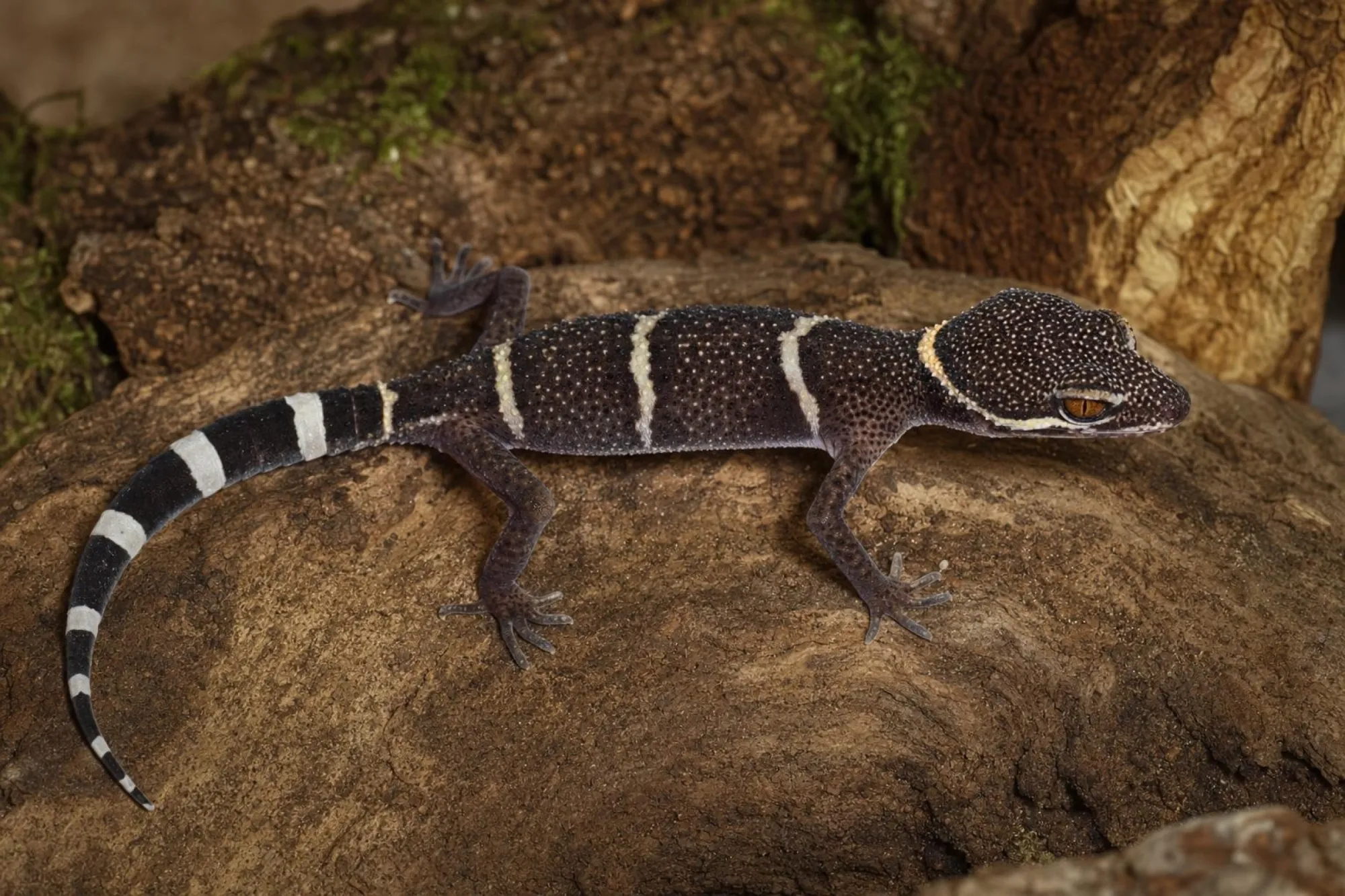Chinesischer Leopardgecko aus Nachzucht, Goniurosaurus luii