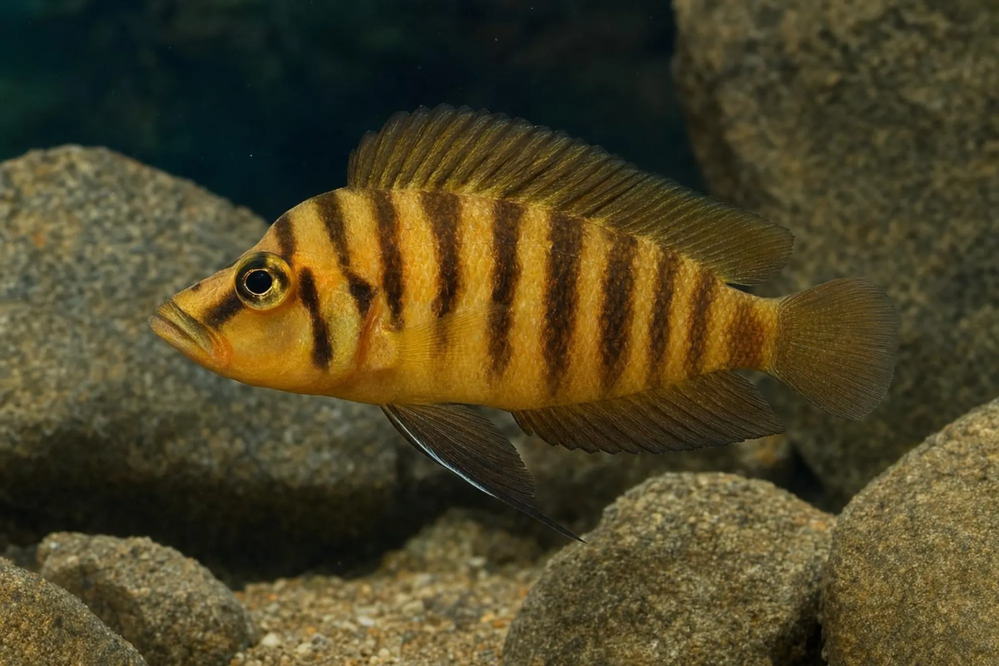 Nanderbuntbarsch „Gombe“, Altolamprologus compressiceps