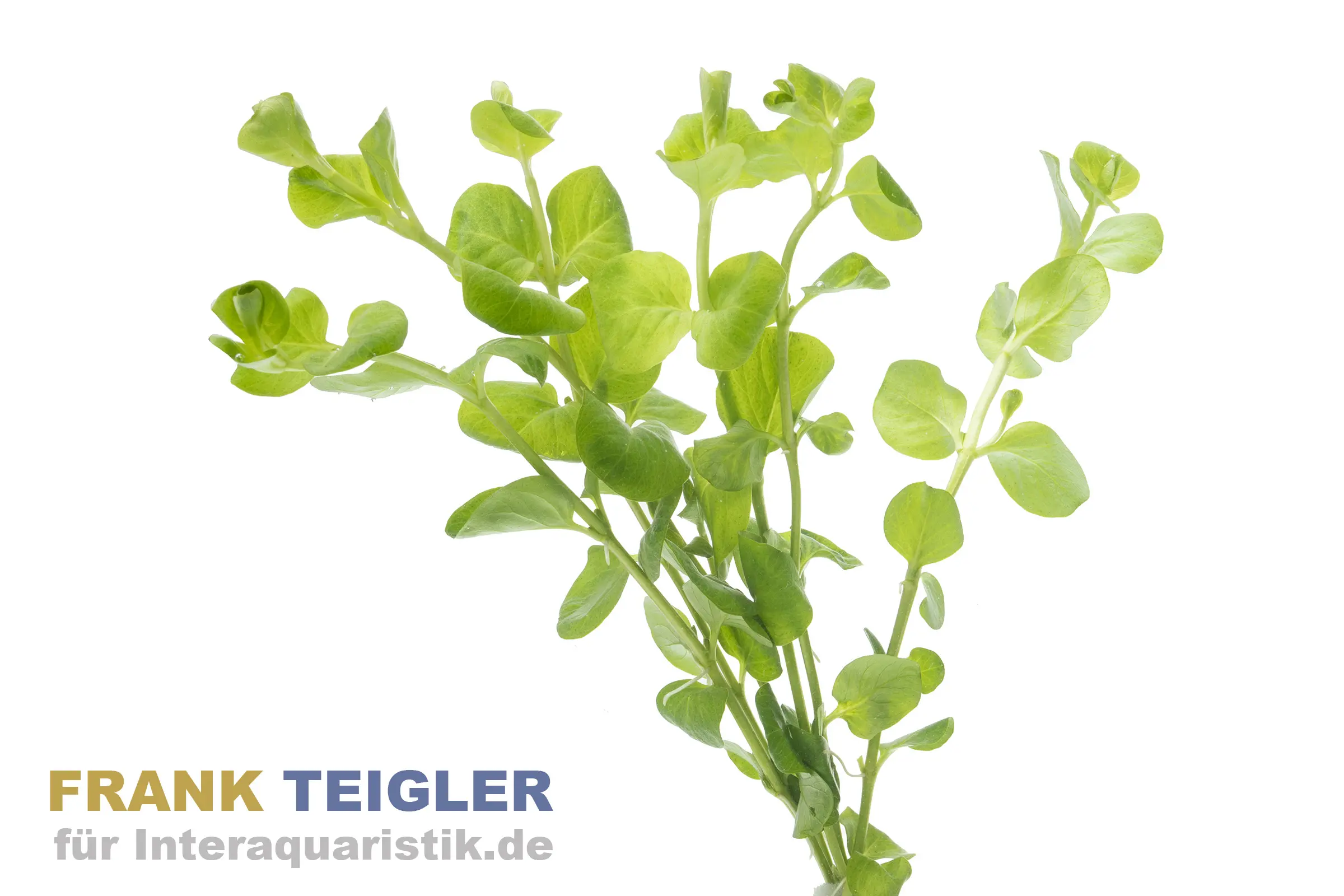 Pfennigkraut, Lysimachia nummularia, Bund